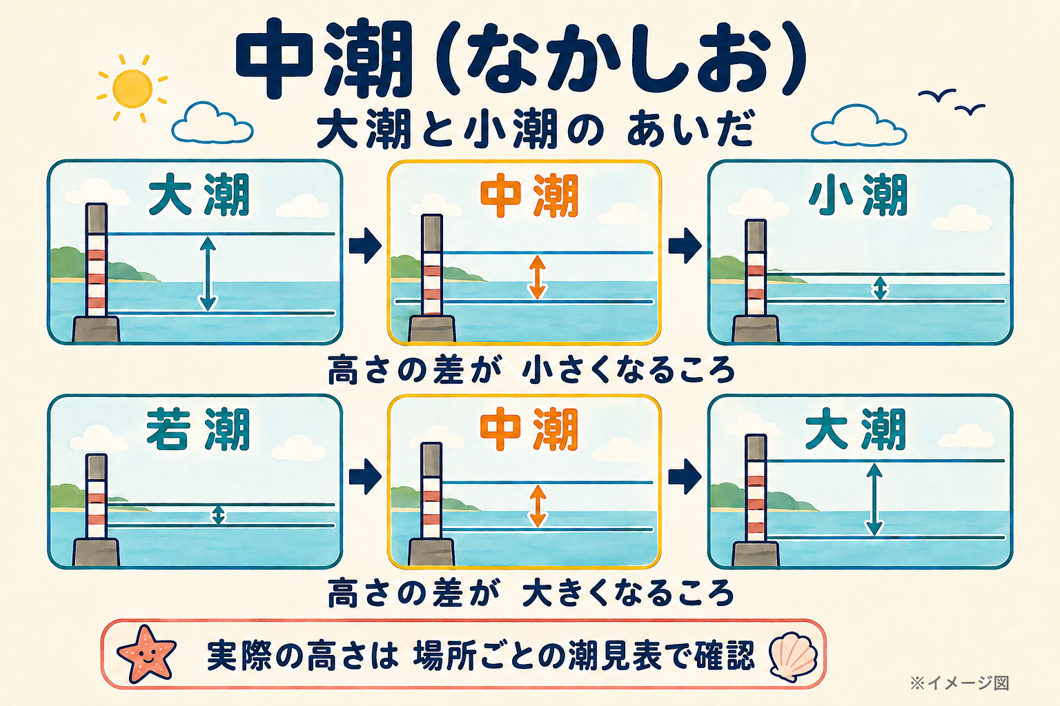 中潮の2つの位置。大潮から小潮へ向かう時期と、若潮から大潮へ向かう時期の、満潮と干潮の高さの差の傾向を描いた模式図。
