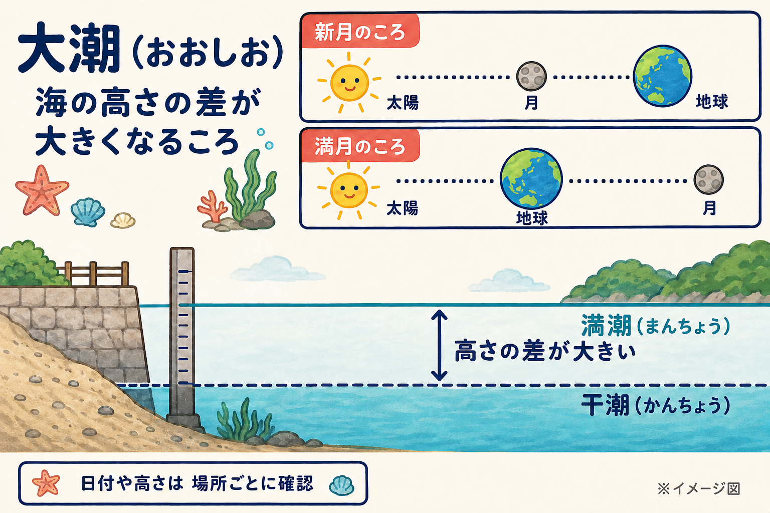 大潮の模式図。新月は太陽・月・地球、満月は太陽・地球・月と並び、満潮と干潮の海面の高さの差が大きくなる傾向を示す。