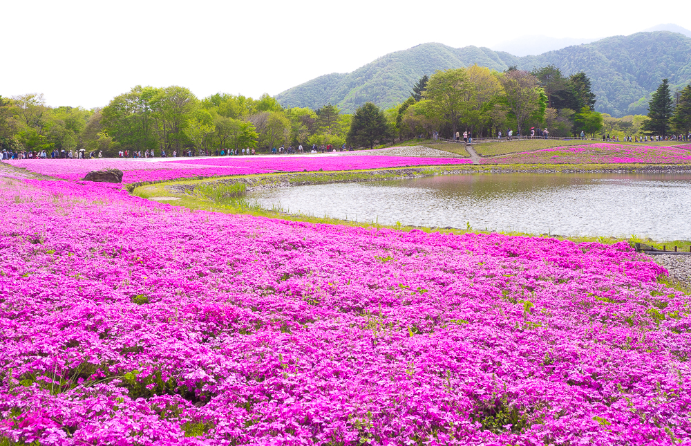 ピンクの芝桜