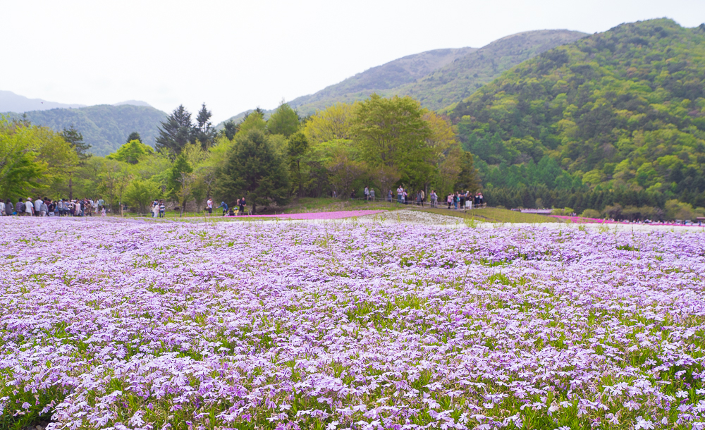 芝桜