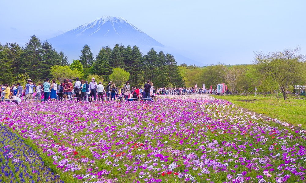 富士山