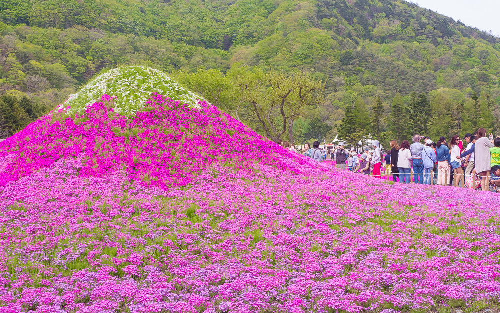 ミニ芝桜富士