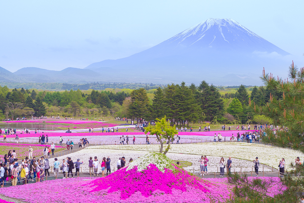 富士芝桜まつりに行ってみた！～満開の見頃を迎えた芝桜と富士山～