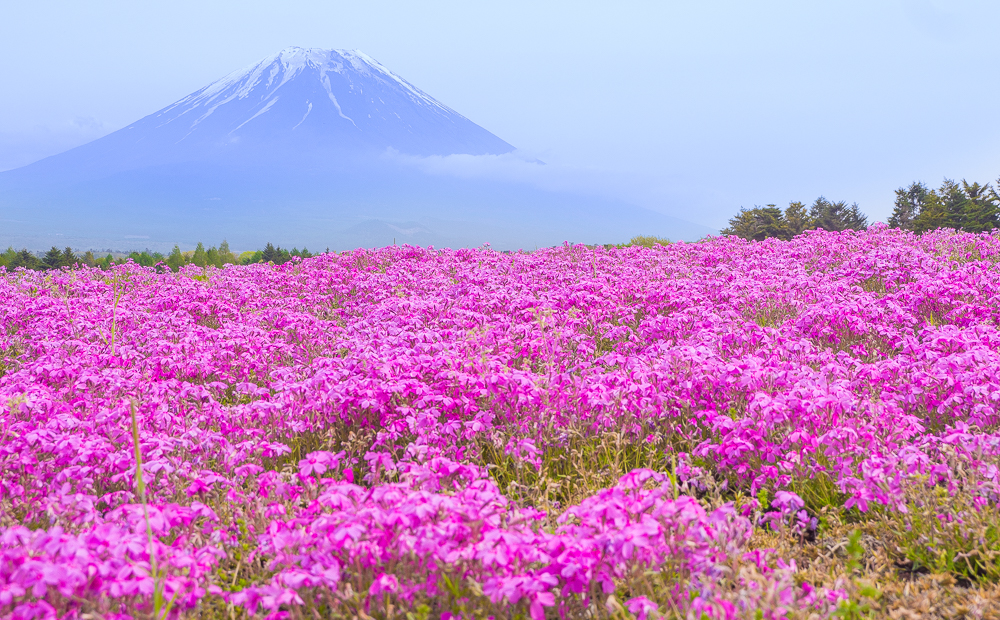 ピンクの芝桜と富士山