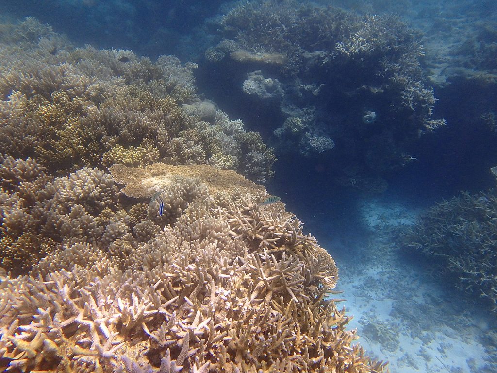 波照間島サンゴ