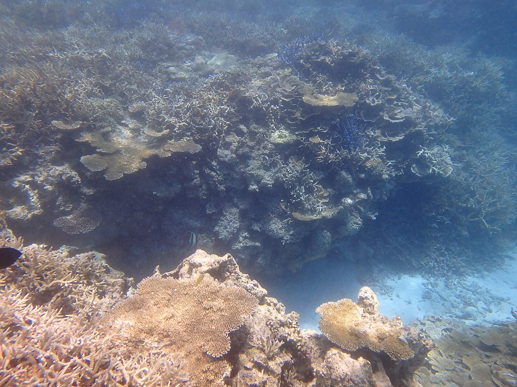 波照間島サンゴ