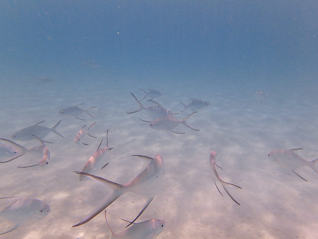 波照間島 魚