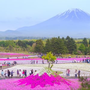 富士芝桜まつりに行ってみた！～満開の見頃を迎えた芝桜と富士山～