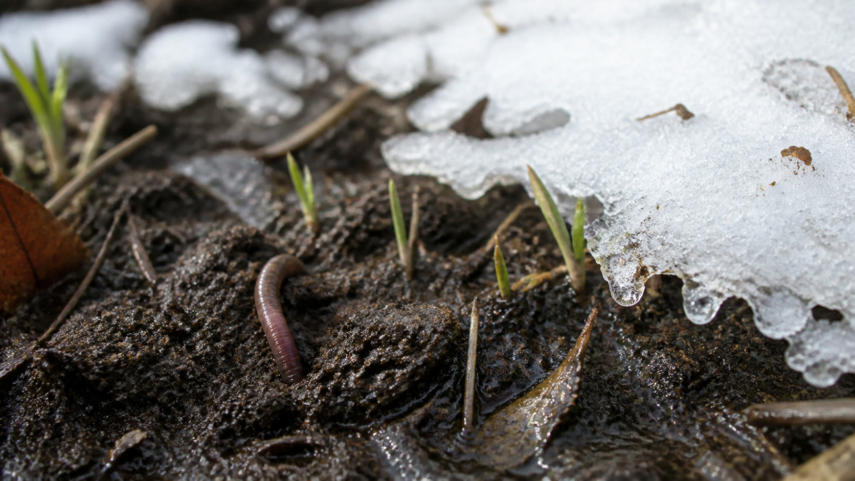 雪解けの湿った土からミミズと春の芽が現れるワームムーンの由来イメージ